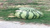 西瓜里有只小可爱，是西瓜爱上了狗，还是狗爱上了瓜？