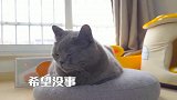 医生帮小猫检查量体温，猫咪检查这么久，是不是趁机想摸我