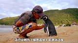 企鹅为了报恩，连续10多年漂洋过海，每年往返8000公里来见一位老人