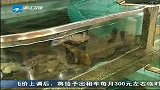 新闻直通车-20120321-海鱼疑似吃