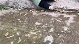女儿耍无赖躺在地上不起来，妈妈静静地看着也不管