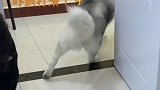 女主人让哈士奇拿饮料，两只哈士奇竟然报复女主人，结局好逗