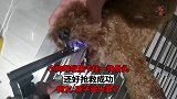 小狗喉咙里卡住一块骨头，还好抢救成功，孩子受大罪了