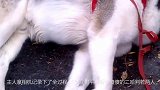 哈士奇遛弯时突然倒地不起口吐白沫，我们来看看怎么一回事
