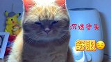 猫：这烫头发还挺舒服呀！