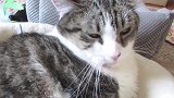 你是哪家的猫咪呢，看这凶巴巴的眼神，你是想吓谁呢
