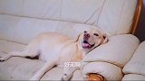 讲真的我都被小布暖到了