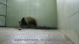 熊猫一掌将宝宝推开后，忽然想起是自己亲生的，接下来大家别笑