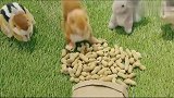 国外恶搞，毛绒动物在客人眼前会抢吃花生