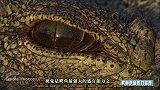鳄鱼的视力究竟有多好？动物学家揭秘鳄鱼的超强夜视能力！