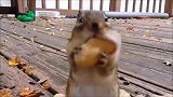 超治愈的松鼠进食，太可爱了！