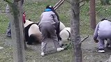 大熊猫：喝奶不积极，思想有问题