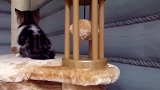 自娱自乐的小猫咪，这个小球好好玩，想把它拿下来呢！