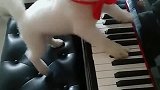 狗子：主人你看我这钢琴弹的咋样！