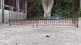 给我来个更高的围栏宠物高阶技能挑战
