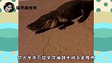搞笑配音：三脚猫大战螳螂拳，今日咱俩便一决死战！