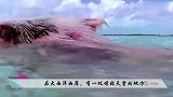 猪急了会咬人沙滩美女被猪尾随，下一秒意外发生