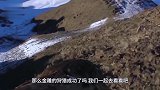 金雕杀伤力有多强100斤野狼瞬间被“开瓢”！镜头拍下全过程