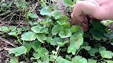 野外随便搞点野菜做成“披萨”，比肯德基还好吃，农村小伙真有才