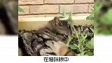 宠物冷知识：你了解猫薄荷吗？