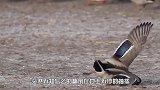 一只鸭子原地离奇死亡摄影师放慢20倍镜头，才看到真凶