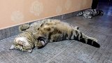萌萌哒的小猫咪上线，好呆萌的小眼神，真可爱！