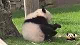 熊猫宝宝是当之无愧的攀爬小能手，灵活身姿实在太萌了