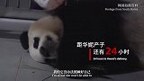 守护大熊猫之福宝诞生记