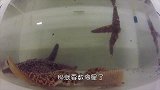 海星竟然如此坚硬？一般工具都切不开，老外直接用上了水刀！