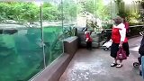 小宝宝到水族馆玩，和小海豹跑来跑去的玩疯了，全程就看他表演了