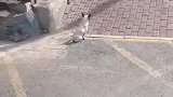 猫狗迷惑行为大赏！！