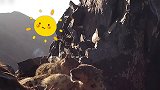 撸“猫”吗？三江源国家公园4只雪豹同框 结伴晒太阳尽显慵懒