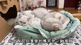 你以为养猫可以缓解孤独？进来让你们感受一下什么叫高级孤独！