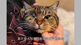 大爷2块买的猫36岁了！网友：大爷别傻了，可能都换过好几代了