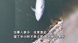 80斤女子钓上80斤大青鱼呲牙大笑：一个人抱都抱不动，跟中彩票一样