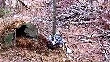 我们野外放的捕鼠夹被野猫不慎踩到了
