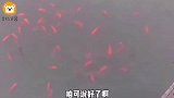 爆笑：还真有点脑子，还知道圈养啊！