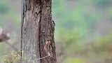 花豹：刚才明明有一只壁虎，怎么没了呢？