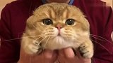 小奶猫：劳资没吃你家鱼干，喝你家肉汤，老子胖的心安理得
