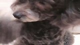 男主打了泰迪，接下来泰迪使出来杀手锏，逗