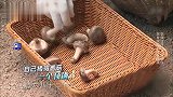 岳云鹏爆笑数蘑菇，这水平是幼儿园的吧，任嘉伦看懵圈！