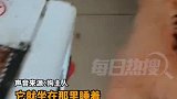 狗狗围着取暖器烤火，不料睡着毛发被烧焦