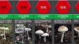 云南常见三十种毒菌，蘑菇虽美味，但它可能有毒，且行且珍惜