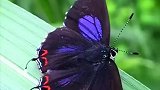 最具攻击力的蝴蝶，人称浓紫彩灰蝶，具有较强不显现的触角