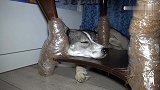 刚生产完一周的二哈妈：我需要静静