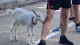 谁还不是个小可爱呢
