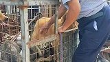 狗狗从笼子里解救出来。给狗狗一个家谢谢解救它