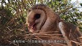 猫头鹰猛扑鸡群，却被母鸡打倒在地，结局让人意外！