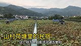 陕南山村：美丽荷塘建民宿，雅趣田园听蛙鸣鸡叫，享受宁静生活