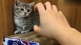 小奶猫被主人的“魔爪”逼到角落，最后求饶的动作太萌了